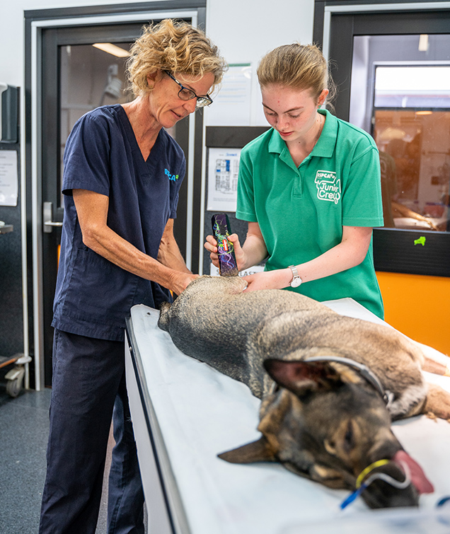 junior crew member olivia with vet and dog on operating table